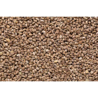 doTERRA Celery Seed 15ml